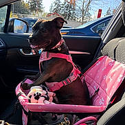 Coco Chanel is registered to the contest to win money with this photo: dog, pet, animal, car, vehicle, stroller, pink, harness, collar, heart_tag, blanket, paw_print, sitting, tongue_out, happy, portrait, indoors, parked_cars, trees, sunlight