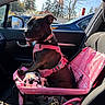 dog, pet, animal, car, vehicle, stroller, pink, harness, collar, heart_tag, blanket, paw_print, sitting, tongue_out, happy, portrait, indoors, parked_cars, trees, sunlight
