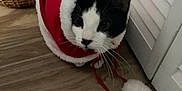 Ivy joined the competition — help win amazing prizes! cat, black_and_white, santa_outfit, holiday_costume, pet, indoor, floor, wooden_floor, door, white_door, curious, animal, whiskers, pom_poms, red_clothing, festive, cute, domestic_cat, costume, furry
