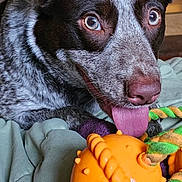 Katie joined the competition — help win amazing prizes! bed, blanket, canine, close_up, dog, ears, eyes, fur, indoor, muzzle, nose, orange_ball, pet, playful, portrait, rope_toy, sleepy, texture, tongue_out, toy