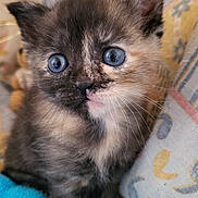Athena participe au concours pour gagner de l'argent avec cette photo : kitten, cat, blue_eyes, furry, whiskers, close_up, pet, cute, young_animal, indoor, blanket, cushion, soft_texture, animal_face, small, domestic_cat, curious, feline, fluffy, resting