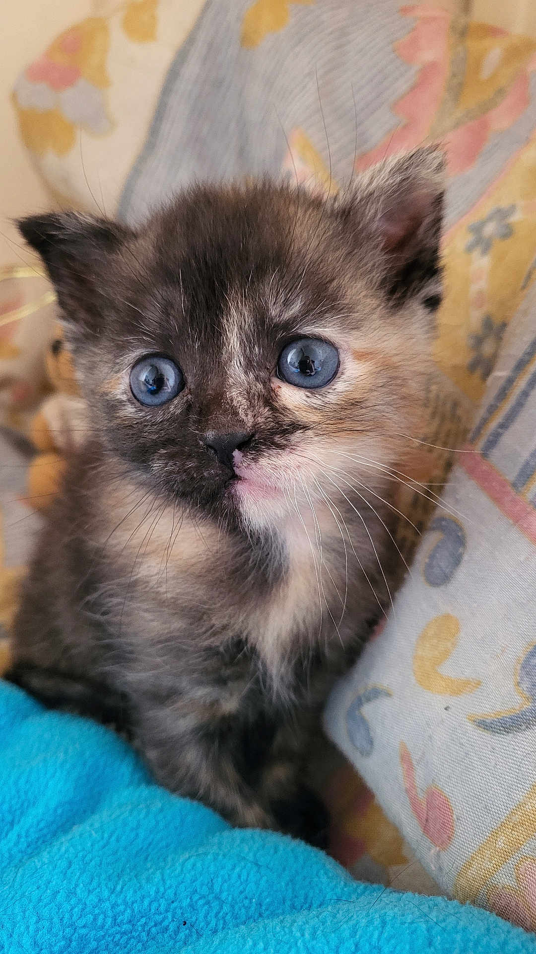 Athena participe au concours pour gagner de l'argent avec cette photo : kitten, cat, blue_eyes, furry, whiskers, close_up, pet, cute, young_animal, indoor, blanket, cushion, soft_texture, animal_face, small, domestic_cat, curious, feline, fluffy, resting