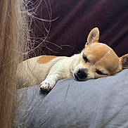 Chipie a rejoint le concours — aidez-le/la à gagner de superbes lots ! dog, chihuahua, sleeping, pillow, pet, animal, cozy, relaxation, indoor, brown, white, fur, cute, small_dog, napping, close_up, rest, soft, calm, portrait