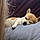 Chipie