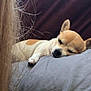 dog, chihuahua, sleeping, pillow, pet, animal, cozy, relaxation, indoor, brown, white, fur, cute, small_dog, napping, close_up, rest, soft, calm, portrait