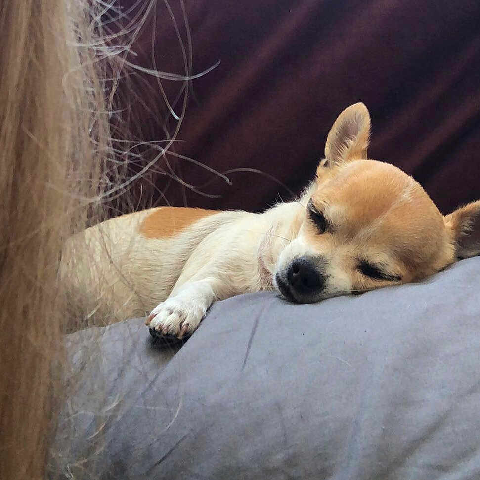 Chipie a rejoint le concours — aidez-le/la à gagner de superbes lots ! animal, brown, calm, chihuahua, close_up, cozy, cute, dog, fur, indoor, napping, pet, pillow, portrait, relaxation, rest, sleeping, small_dog, soft, white