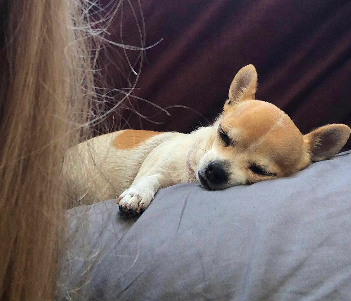 Chipie