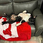Tank is registered to the contest to win money with this photo: dog, sleeping, couch, blanket, indoor, relaxing, black_and_white, pet, leather_furniture, floor, red, white, cozy, resting, canine, home, comfort, paw, collar, napping