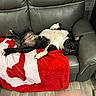 dog, sleeping, couch, blanket, indoor, relaxing, black_and_white, pet, leather_furniture, floor, red, white, cozy, resting, canine, home, comfort, paw, collar, napping
