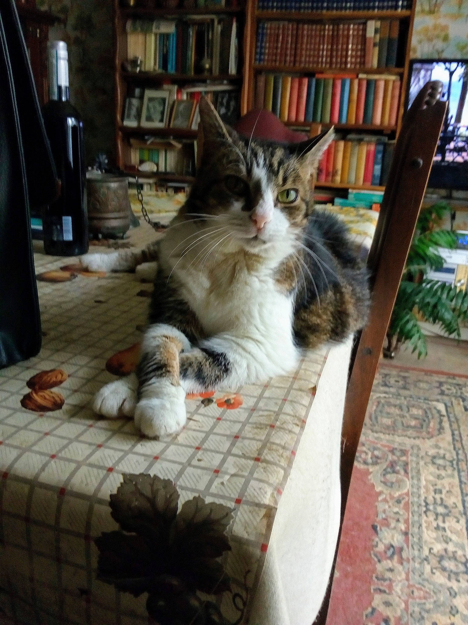 Vickie Minette a rejoint le concours — aidez-le/la à gagner de superbes lots ! aegean_cat, carnivore, cat, domestic_long_haired_cat, domestic_short_haired_cat, european_shorthair, felidae, fur, kitten, maine_coon, norwegian_forest_cat, small_to_medium_sized_cats, whiskers