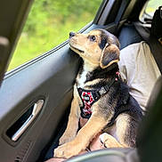 Blum a rejoint le concours — aidez-le/la à gagner de superbes lots ! animal, black_and_tan, car_interior, companion, cute, dog, fur, greenery, harness, indoor, lap, looking_out, natural_light, person, pet, puppy, relaxed, seat, window, young_dog