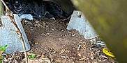 Scooby Doo is registered to the contest to win money with this photo: dog, black_dog, outdoor, under_structure, wood, concrete_blocks, dirt, leaves, hidden, shadow, peeking, nature, yard, pet, animal, resting, ground, tree_branch, quiet, shelter