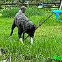 Scooby Doo is registered to the contest to win money with this photo: dog, grass, stick, outdoor, playful, pet, animal, greenery, fence, nature, summer, yard, toy, canine, lawn, tree, blue_chair, daytime, fun, active