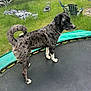 Scooby Doo is registered to the contest to win money with this photo: dog, trampoline, backyard, grass, lawn_chair, garden, outdoor, pet, animal, fence, netting, collar, side_view, standing, black_and_white, speckled, curled_tail, daylight, nature, recreation