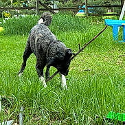 Scooby Doo is registered to the contest to win money with this photo: dog, grass, stick, outdoor, playful, pet, animal, greenery, fence, nature, summer, yard, toy, canine, lawn, tree, blue_chair, daytime, fun, active