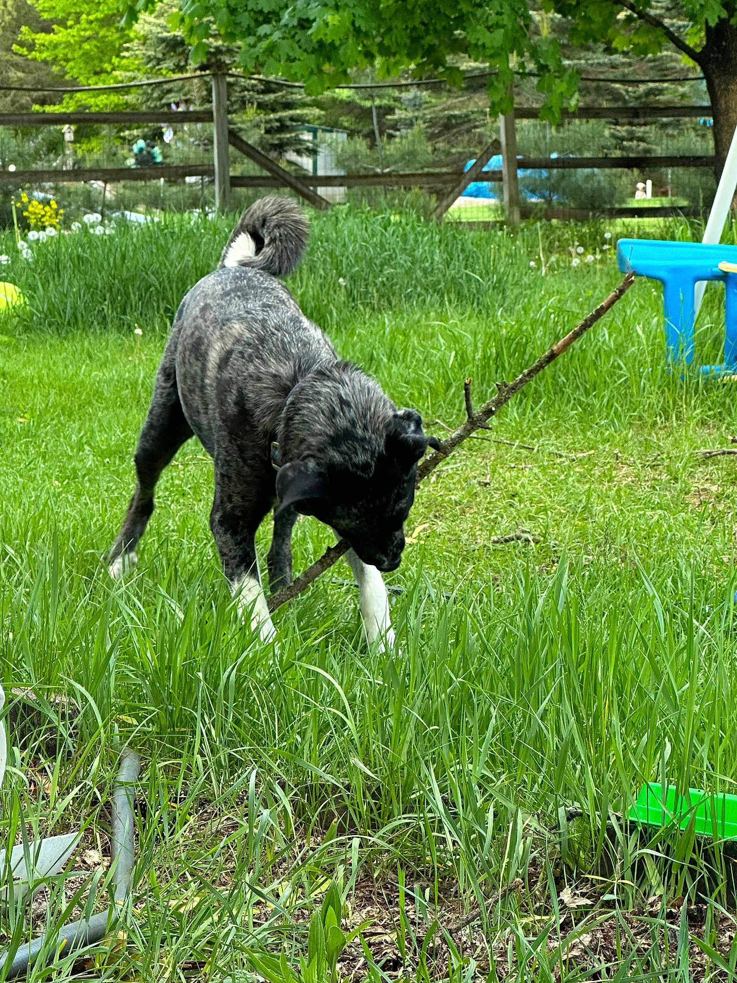 Scooby Doo is registered to the contest to win money with this photo: dog, grass, stick, outdoor, playful, pet, animal, greenery, fence, nature, summer, yard, toy, canine, lawn, tree, blue_chair, daytime, fun, active
