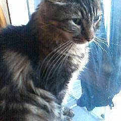 Filou