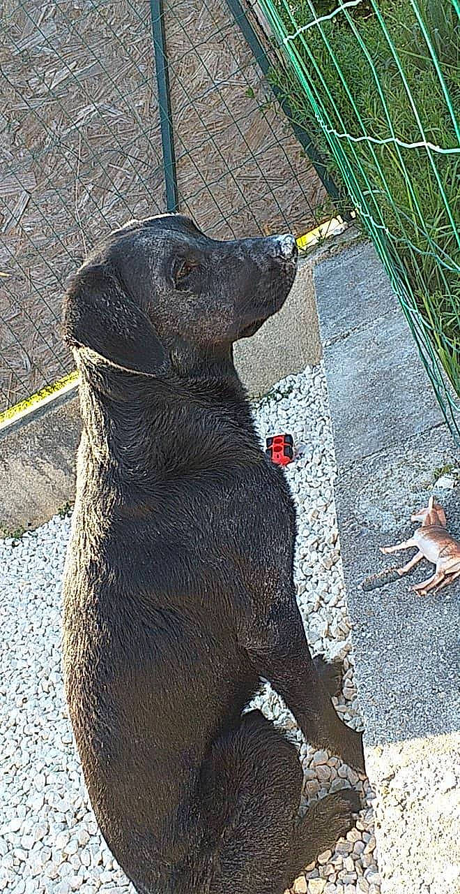 Marley a rejoint le concours — aidez-le/la à gagner de superbes lots ! canidae, carnivore, claw, curb, dog, dog_breed, fur, mesh, metal, pet_supply, road_surface, shadow, snout, soil, sporting_group, tail, terrestrial_animal, whiskers, wildlife, zoo