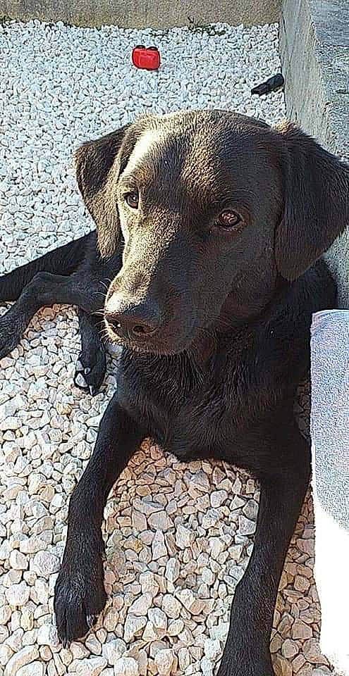 Marley participe au concours pour gagner de l'argent avec cette photo : borador, canidae, carnivore, companion_dog, dog, dog_breed, dog_collar, fawn, fur, gun_dog, labrador_retriever, liver, metal, pet_supply, retriever, snout, sporting_group, terrestrial_animal, whiskers, working_animal