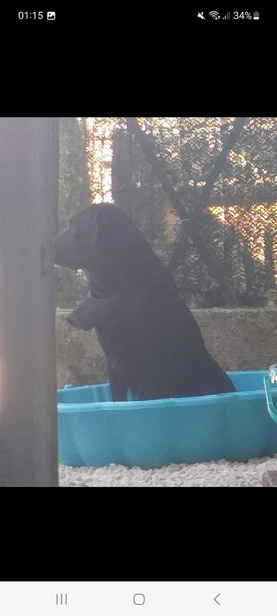 Marley a rejoint le concours — aidez-le/la à gagner de superbes lots ! canidae, carnivore, companion_dog, dog, dog_breed, fawn, guard_dog, gun_dog, mammal, plant, rectangle, shade, sitting, sporting_group, tail, tints_and_shades, tree, vertebrate, water, window