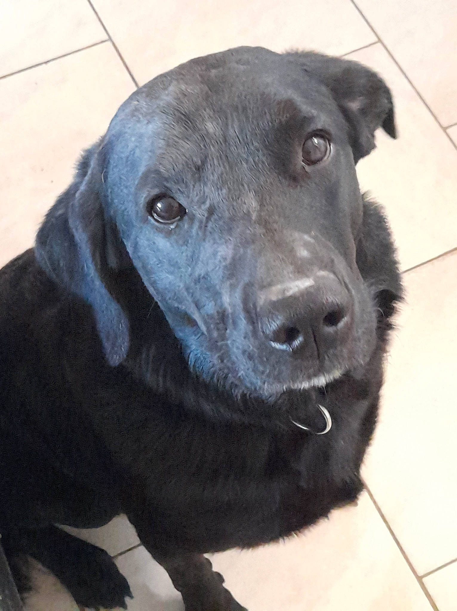 Marley a rejoint le concours — aidez-le/la à gagner de superbes lots ! borador, canidae, carnivore, collar, companion_dog, dog, dog_breed, dog_collar, fur, gun_dog, head, hunting_dog, liver, retriever, snout, sporting_group, terrestrial_animal, whiskers, working_animal