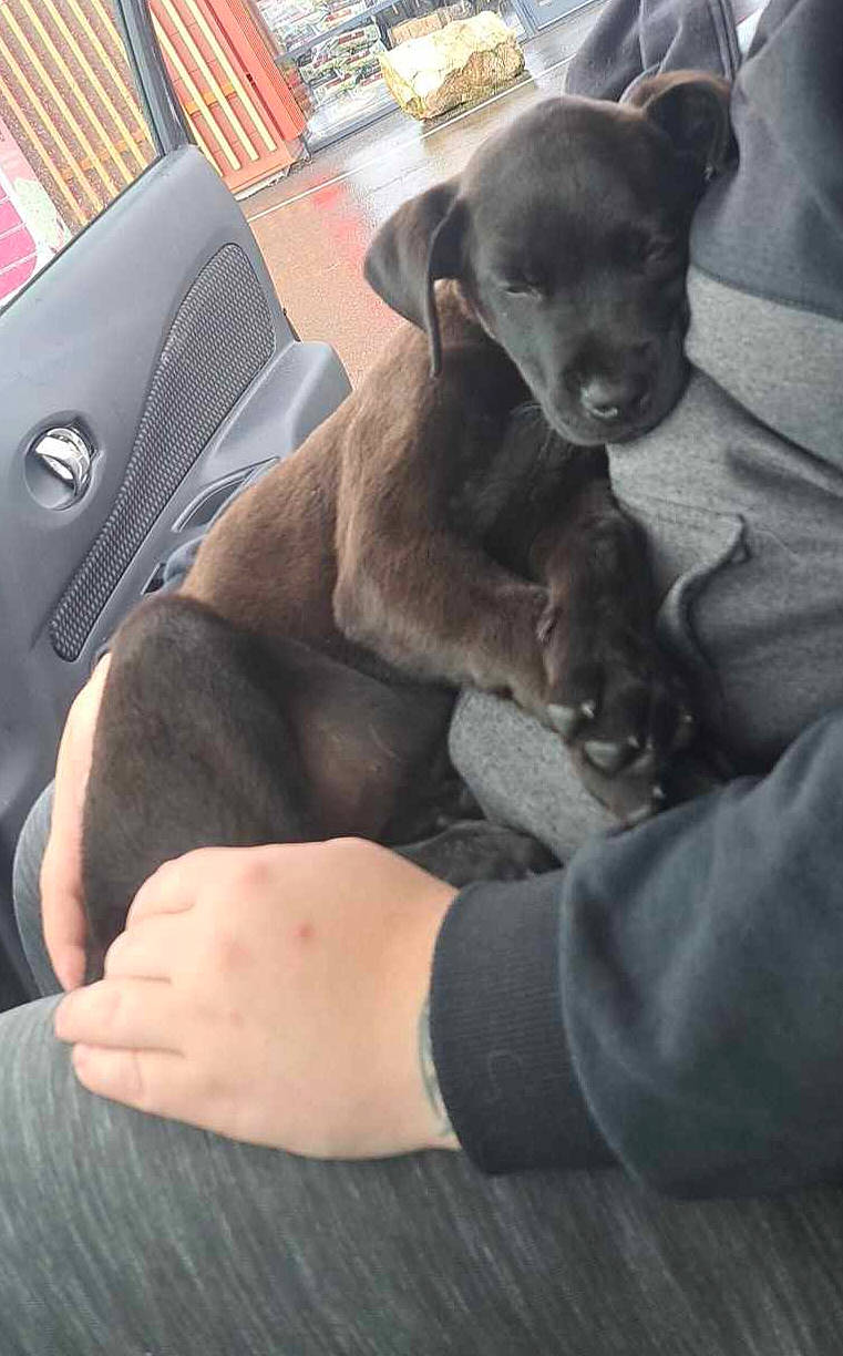 Owen a rejoint le concours — aidez-le/la à gagner de superbes lots ! car_seat, carnivore, chihuahua, comfort, companion_dog, dog, dog_breed, finger, fur, gesture, hand, human_leg, lap, nail, sitting, thigh, thumb, toy_dog, whiskers, working_animal