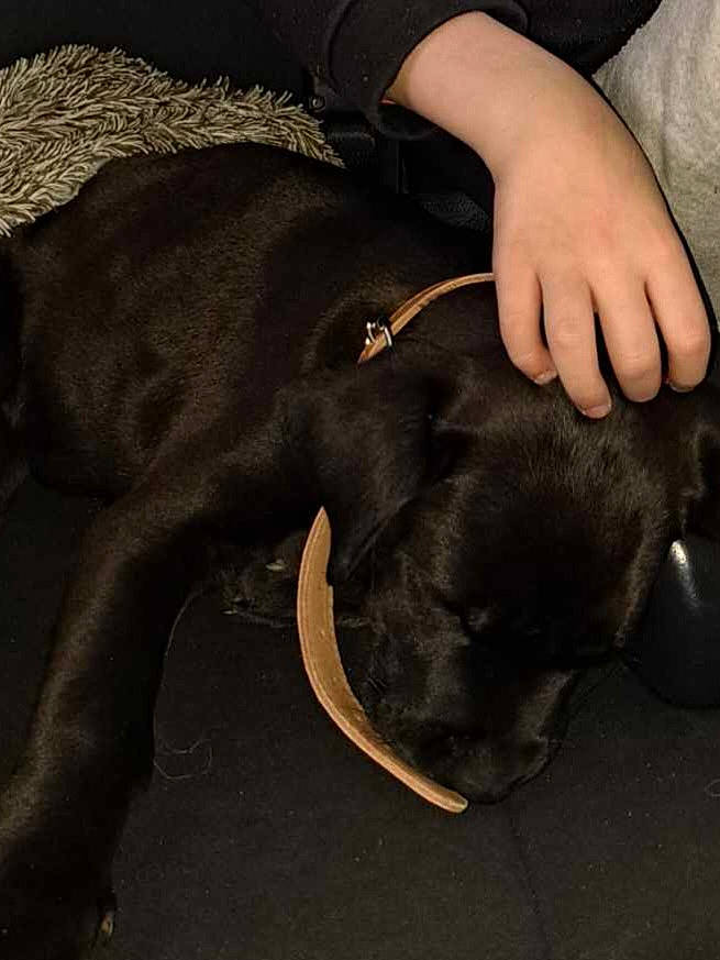 Owen a rejoint le concours — aidez-le/la à gagner de superbes lots ! canidae, carnivore, collar, comfort, companion_dog, dog, dog_breed, dog_collar, fashion_accessory, fawn, felidae, fur, gesture, leash, liver, nail, snout, sporting_group, tail, working_animal