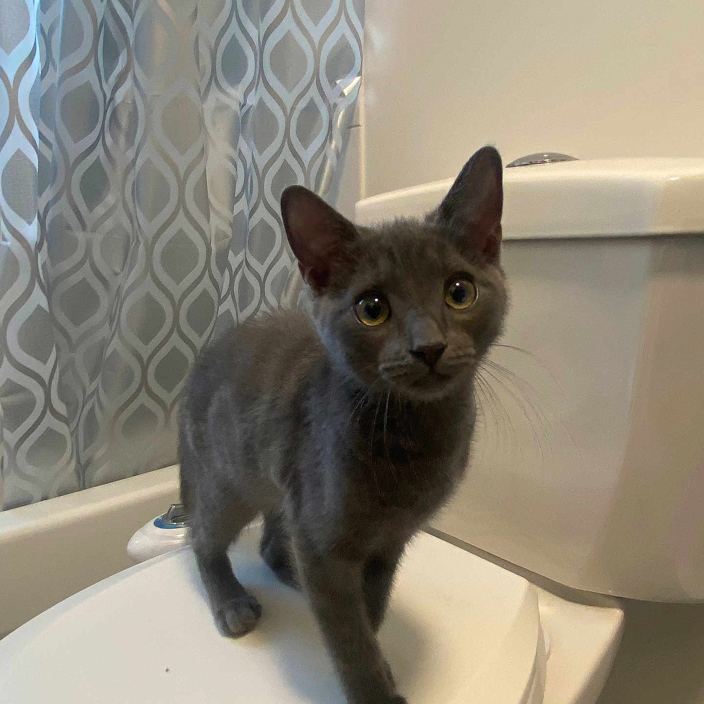 Tao a rejoint le concours — aidez-le/la à gagner de superbes lots ! animal, bathroom, cat, closeup, curious, curtains, cute, domestic, feline, floor, fur, gray_cat, indoor, kitten, looking, pet, small, toilet, white, young