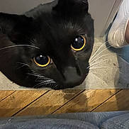 Jiji a rejoint le concours — aidez-le/la à gagner de superbes lots ! animal, black_cat, black_fur, cat, close_up, cozy, curious, domestic_cat, eyes, feline, floor, household, indoor, looking_up, pet, shoe, whiskers, whiskers_visible, wooden_floor, yellow_eyes