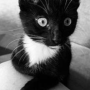 Jiji a rejoint le concours — aidez-le/la à gagner de superbes lots ! cat, kitten, black_and_white, whiskers, paw, close_up, fur, pet, animal, cute, indoor, portrait, young, relaxed, feline, soft_texture, monochrome, domestic_animal, sitting, alert