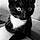 Jiji