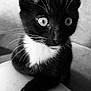 cat, kitten, black_and_white, whiskers, paw, close_up, fur, pet, animal, cute, indoor, portrait, young, relaxed, feline, soft_texture, monochrome, domestic_animal, sitting, alert