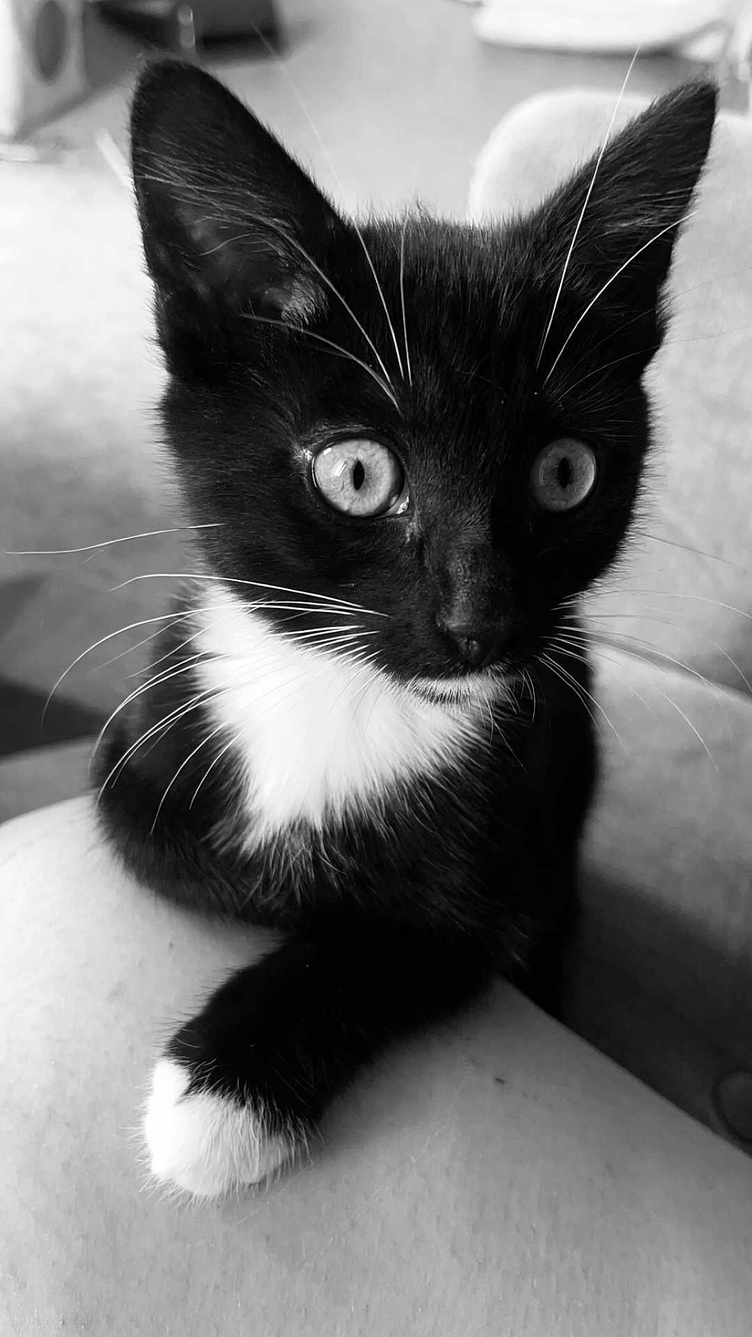 Jiji a rejoint le concours — aidez-le/la à gagner de superbes lots ! cat, kitten, black_and_white, whiskers, paw, close_up, fur, pet, animal, cute, indoor, portrait, young, relaxed, feline, soft_texture, monochrome, domestic_animal, sitting, alert