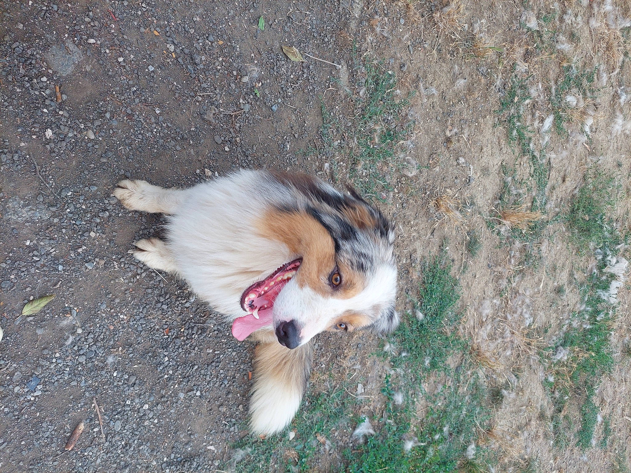 Pollux a rejoint le concours — aidez-le/la à gagner de superbes lots ! canidae, carnivore, companion_dog, dog, dog_breed, fur, grass, herding_dog, paw, rough_collie, scotch_collie, snout, sporting_group, tail, terrestrial_animal, whiskers, working_dog