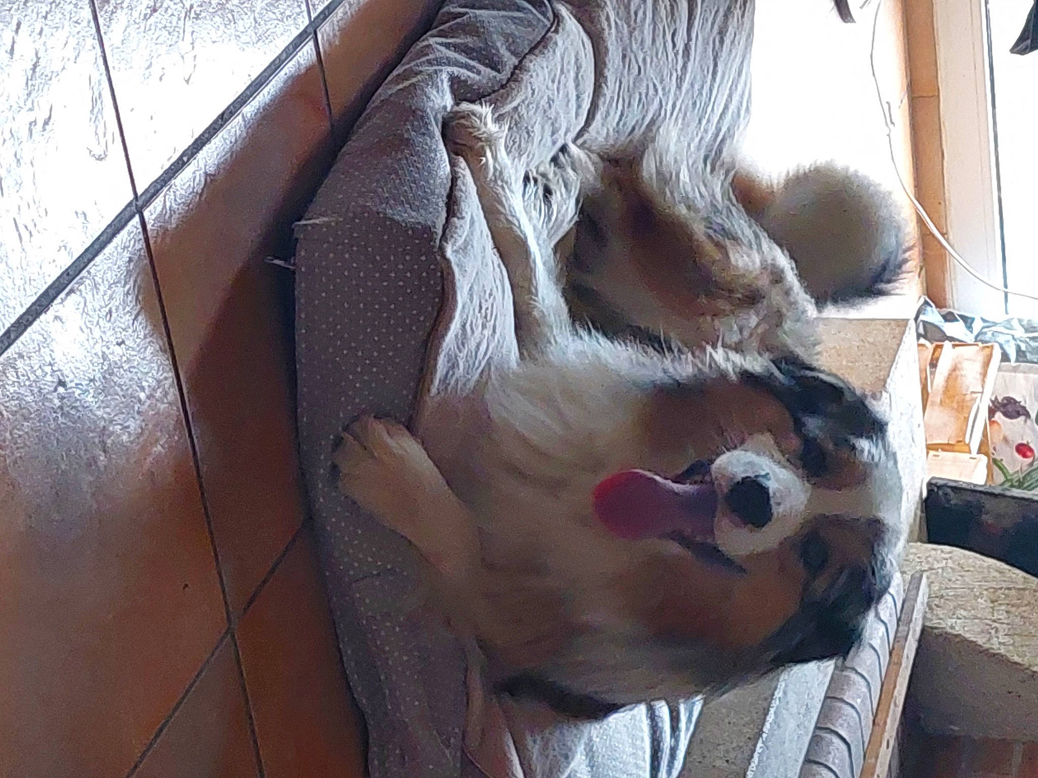 Pollux participe au concours pour gagner de l'argent avec cette photo : carnivore, companion_dog, dog_breed, eyewear, fang, fawn, felidae, flesh, foot, fur, jaw, paw, small_to_medium_sized_cats, snout, sporting_group, sunglasses, twig, whiskers, wood, working_animal