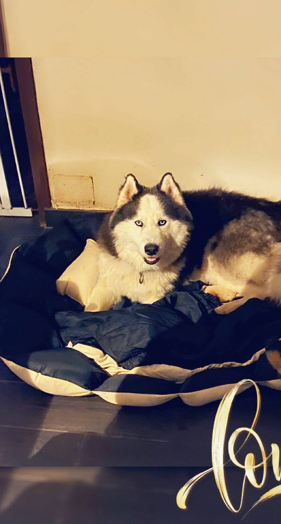 Psycho a rejoint le concours — aidez-le/la à gagner de superbes lots ! ancient_dog_breeds, canadian_eskimo_dog, canidae, canis, carnivore, companion_dog, dog, dog_breed, fur, non_sporting_group, siberian_husky, sitting, sled_dog, snout, sporting_group, wolf, working_animal, working_dog