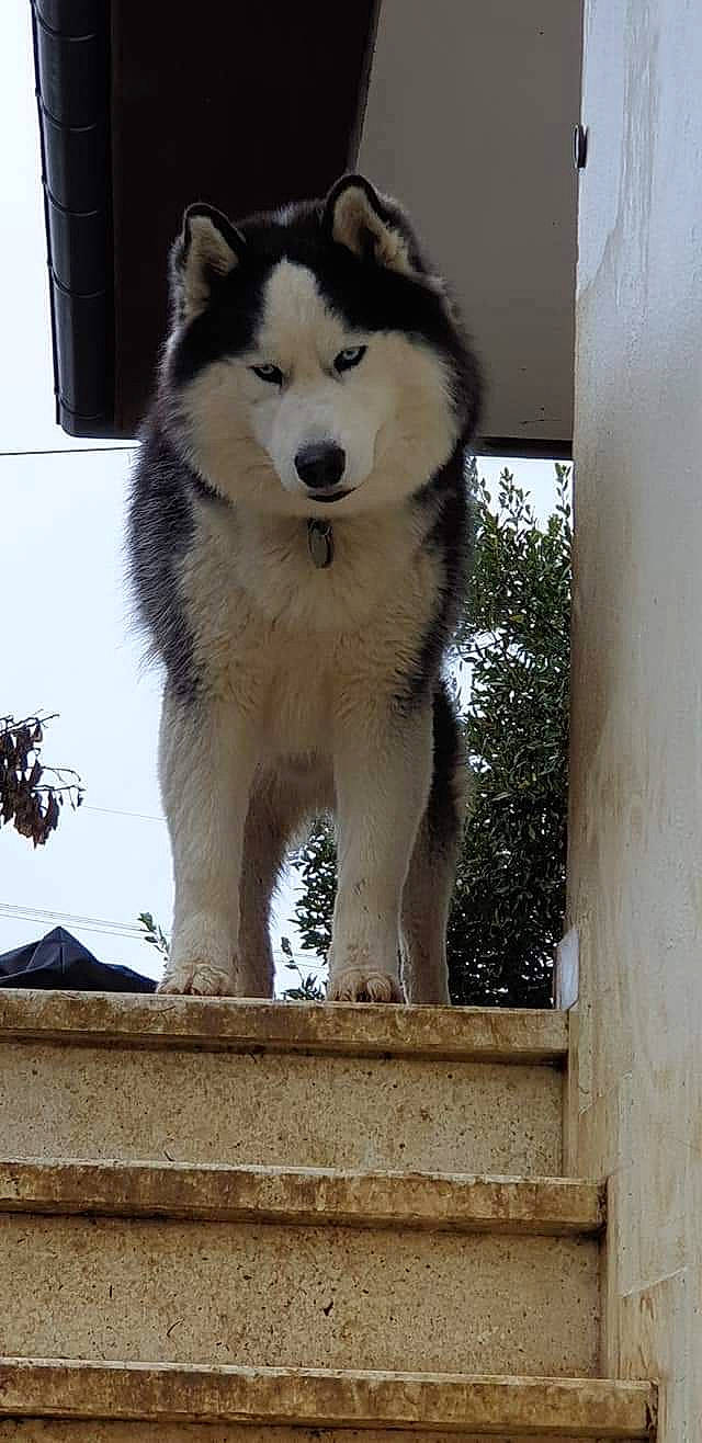 Psycho a rejoint le concours — aidez-le/la à gagner de superbes lots ! ancient_dog_breeds, canidae, canis, carnivore, companion_dog, dog, dog_breed, fur, siberian_husky, sled_dog, snout, snow, sporting_group, tail, window, winter, wolf, wood, working_animal, working_dog