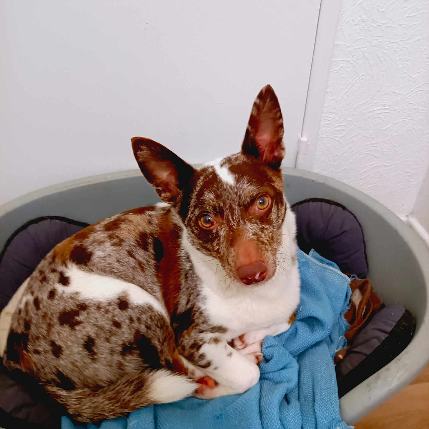 Simba participe au concours pour gagner de l'argent avec cette photo : animal, armchair, bulldog, canine, chair, chihuahua, collie, couch, cushion, dog, furniture, hardwood, homedecor, hound, husky, pet, pointer, puppy, terrier, wood