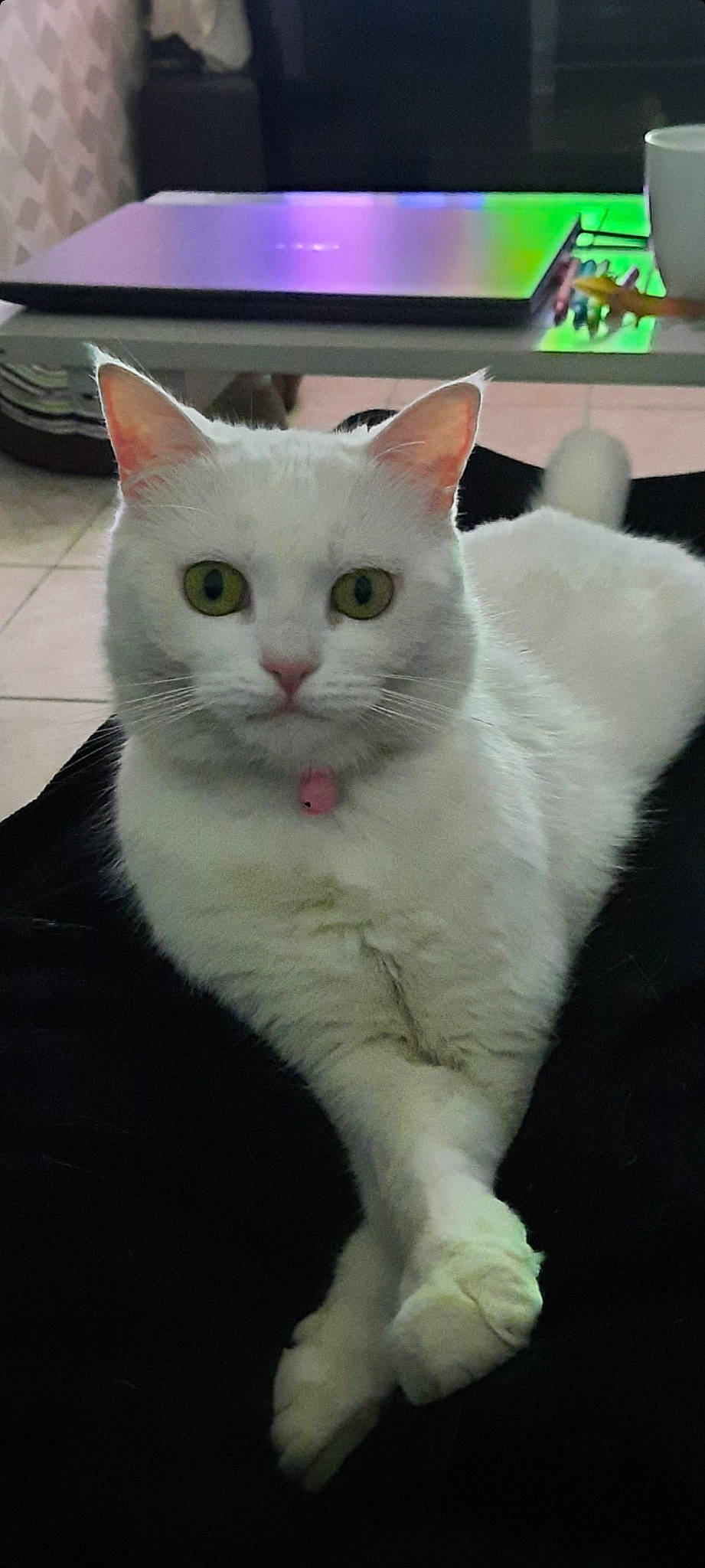 Pixelle participe au concours pour gagner de l'argent avec cette photo : carnivore, cat, domestic_short_haired_cat, felidae, fur, iris, paw, small_to_medium_sized_cats, snout, tail, terrestrial_animal, whiskers