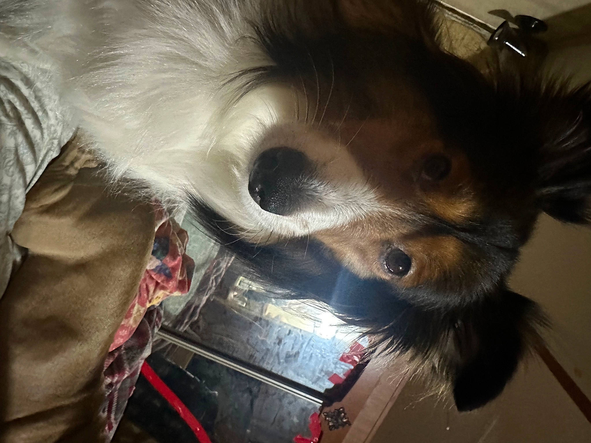 Scout joined the competition — help win amazing prizes! artificial_hair_integrations, carnivore, companion_dog, costume, dog_breed, eyelash, eyewear, fang, fawn, feather, felidae, fur, helmet, personal_protective_equipment, small_to_medium_sized_cats, snout, sporting_group, toy_dog, whiskers, working_animal