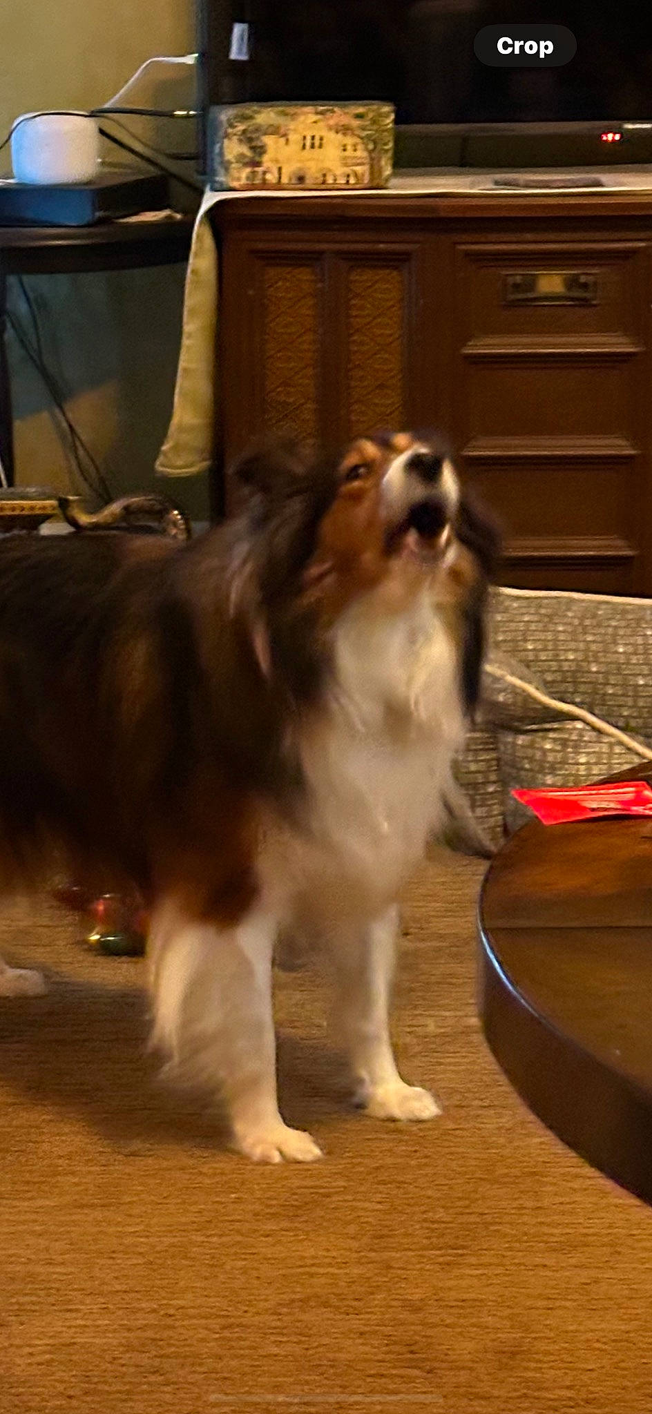 Scout joined the competition — help win amazing prizes! cabinetry, canidae, carnivore, companion_dog, dog, dog_breed, fawn, flooring, fur, hardwood, herding_dog, king_charles_spaniel, liver, snout, sporting_group, tableware, toy_dog, whiskers, wood, working_dog