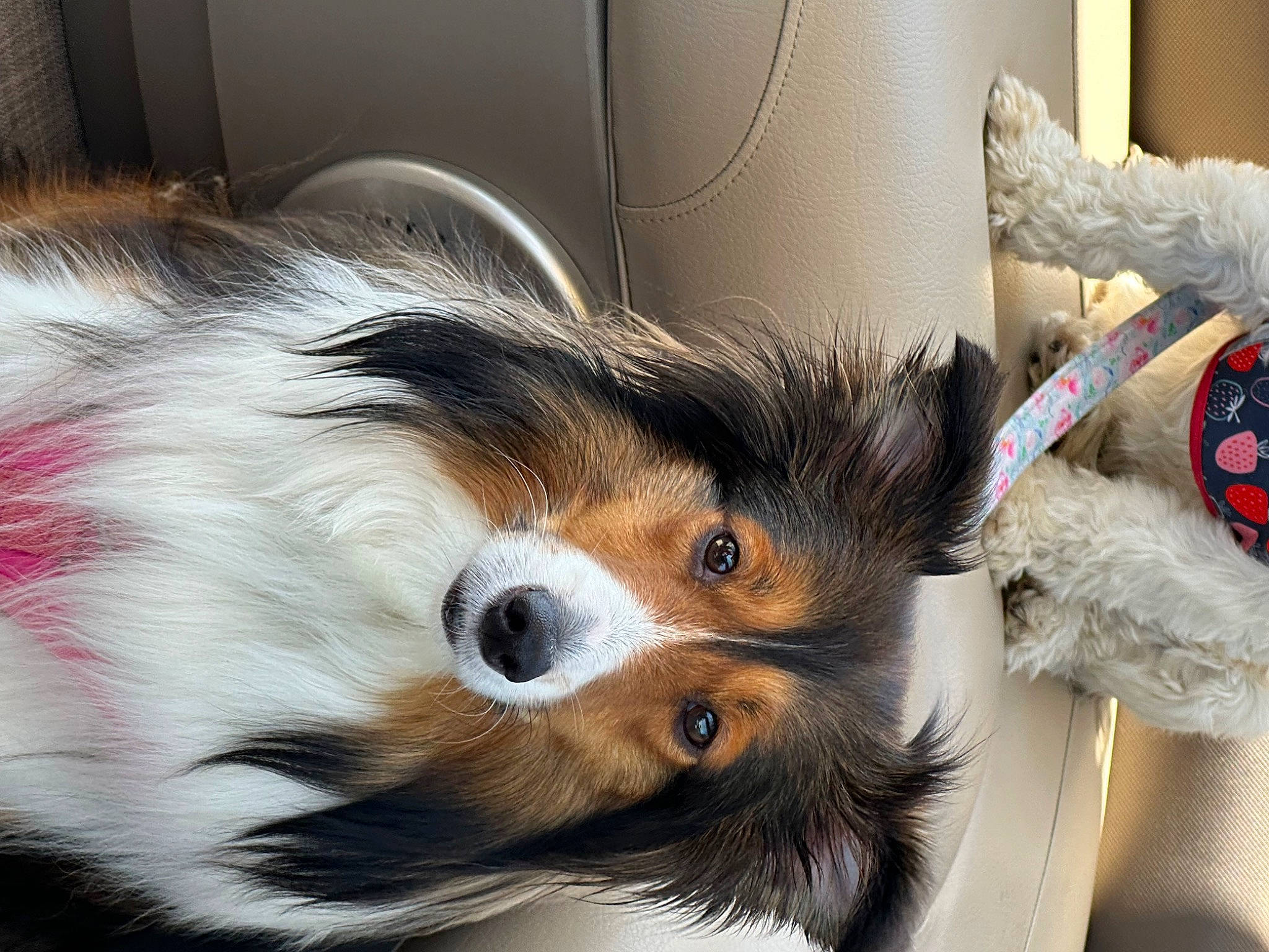 Scout is registered to the contest to win money with this photo: canidae, carnivore, claw, companion_dog, dog_breed, felidae, fur, small_to_medium_sized_cats, snout, sporting_group, tail, terrestrial_animal, whiskers, wildlife, working_animal