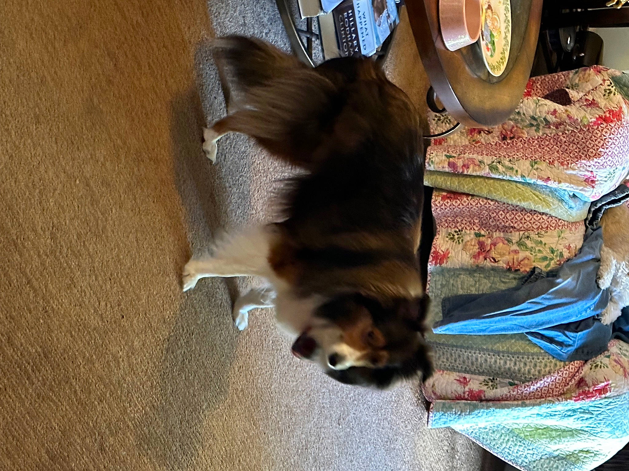 Scout joined the competition — help win amazing prizes! canidae, carnivore, comfort, companion_dog, dog, dog_breed, domestic_short_haired_cat, fawn, felidae, flooring, fur, hardwood, mechanical_fan, pet_supply, small_to_medium_sized_cats, snout, sporting_group, tail, whiskers, wood