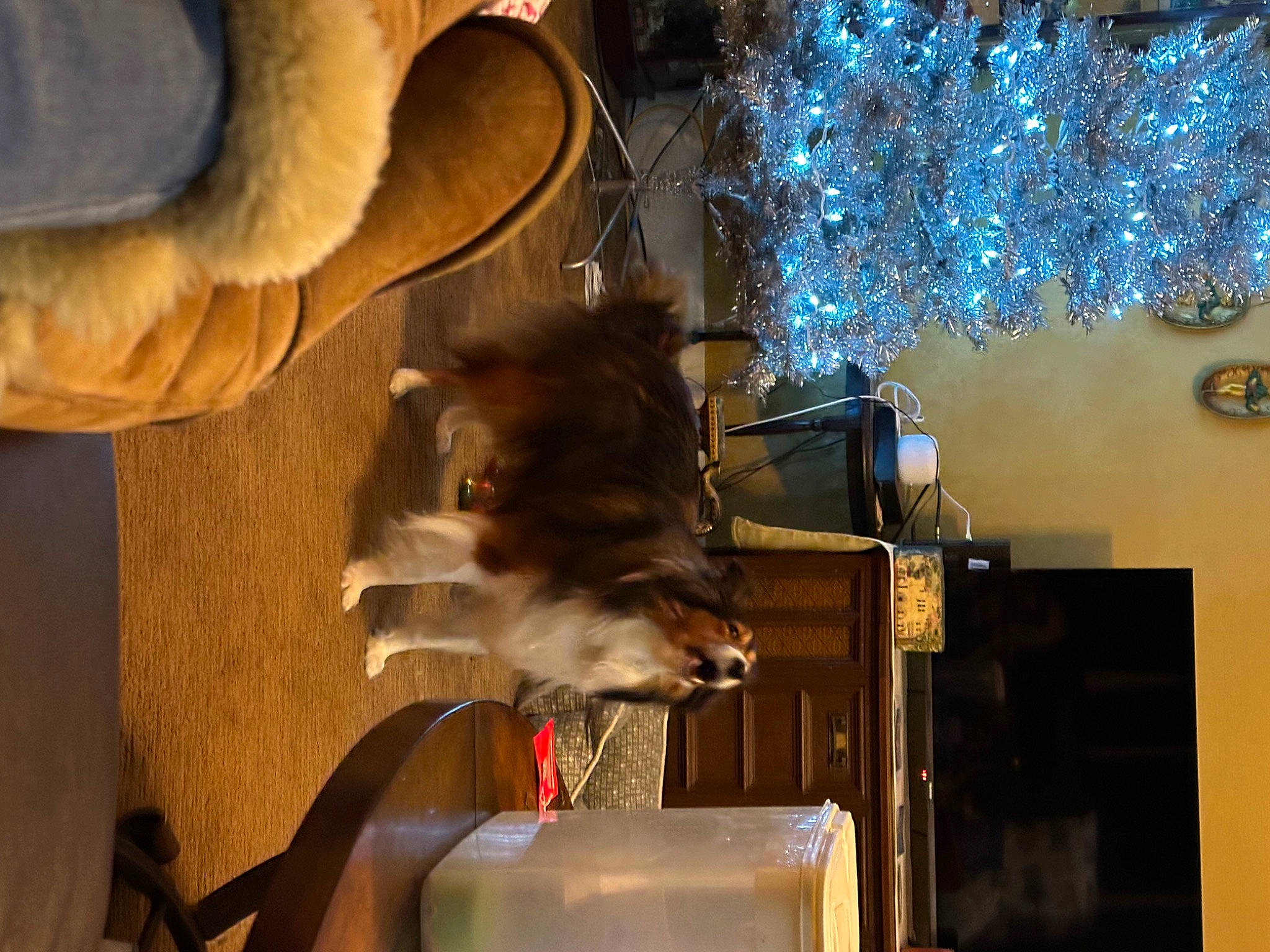 Scout joined the competition — help win amazing prizes! canidae, carnivore, cat, cat_supply, comfort, companion_dog, event, fawn, felidae, fur, human_leg, lighting, ornament, picture_frame, small_to_medium_sized_cats, sporting_group, tail, tree, whiskers, wood