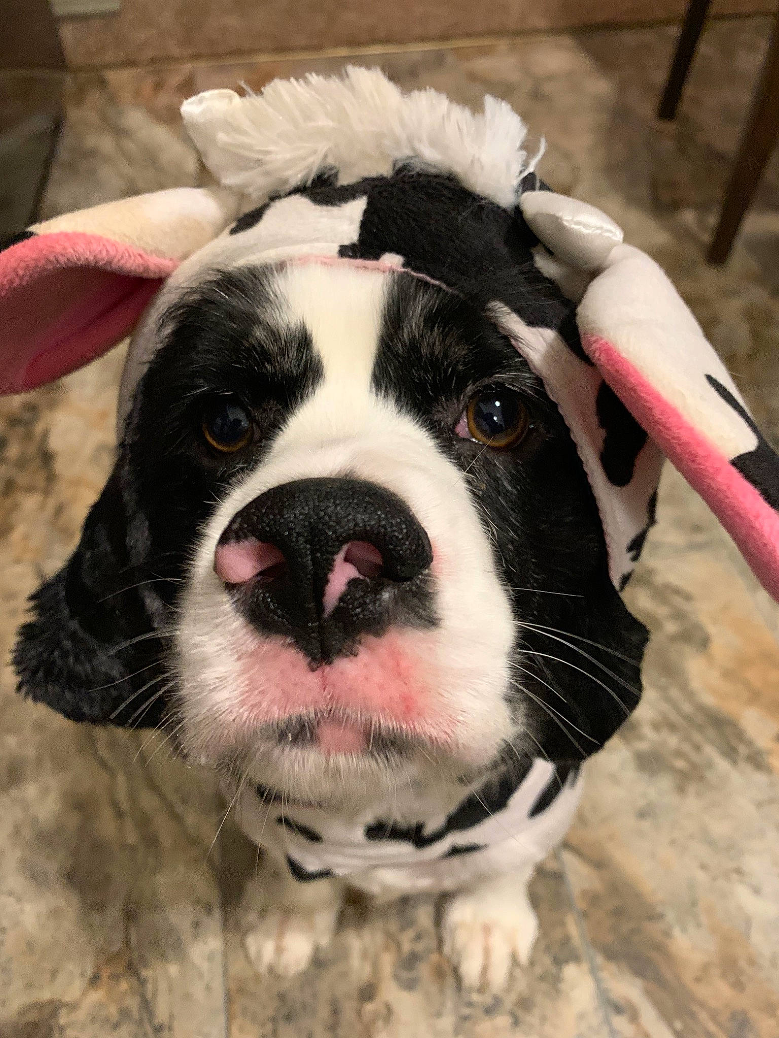 Casper is registered to the contest to win money with this photo: boston_terrier, canidae, carnivore, companion_dog, dog, dog_breed, ear, french_bulldog, mammal, non_sporting_group, nose, olde_english_bulldogge, puppy, rare_breed_dog, snout, sporting_group, valley_bulldog, vertebrate, whiskers