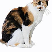 Bella joined the competition — help win amazing prizes! cat, calico, sitting, white_background, fur, animal, pet, whiskers, ears, eyes, tail, feline, domestic_cat, cute, mammal, portrait, isolated, looking, calm, indoor