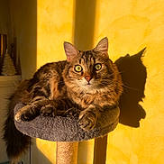 Xena a rejoint le concours — aidez-le/la à gagner de superbes lots ! cat, tabby_cat, pet, feline, indoor, cat_tree, perch, shadow, yellow_wall, sunlight, green_eyes, whiskers, fur, relaxed, looking_at_camera, close_up, cozy, home, animal, cute
