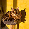 cat, tabby_cat, pet, feline, indoor, cat_tree, perch, shadow, yellow_wall, sunlight, green_eyes, whiskers, fur, relaxed, looking_at_camera, close_up, cozy, home, animal, cute