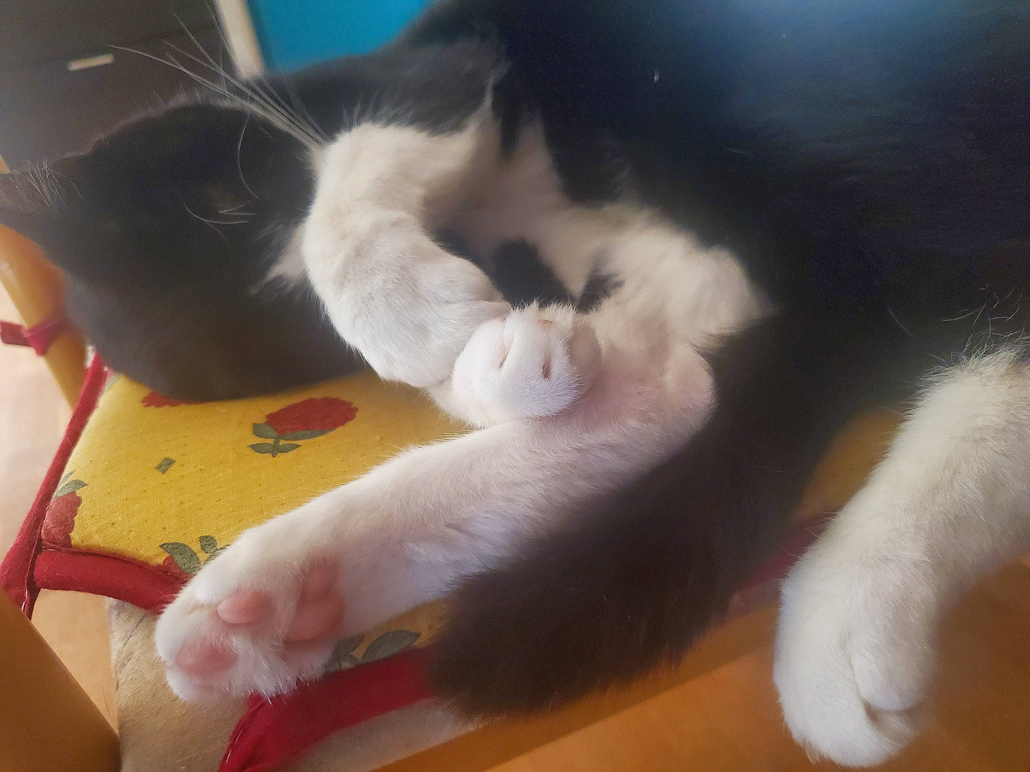 Mouki participe au concours pour gagner de l'argent avec cette photo : carnivore, cat, claw, comfort, companion_dog, domestic_short_haired_cat, felidae, flooring, foot, fur, hardwood, paw, small_to_medium_sized_cats, snout, tail, vertebrate, whiskers