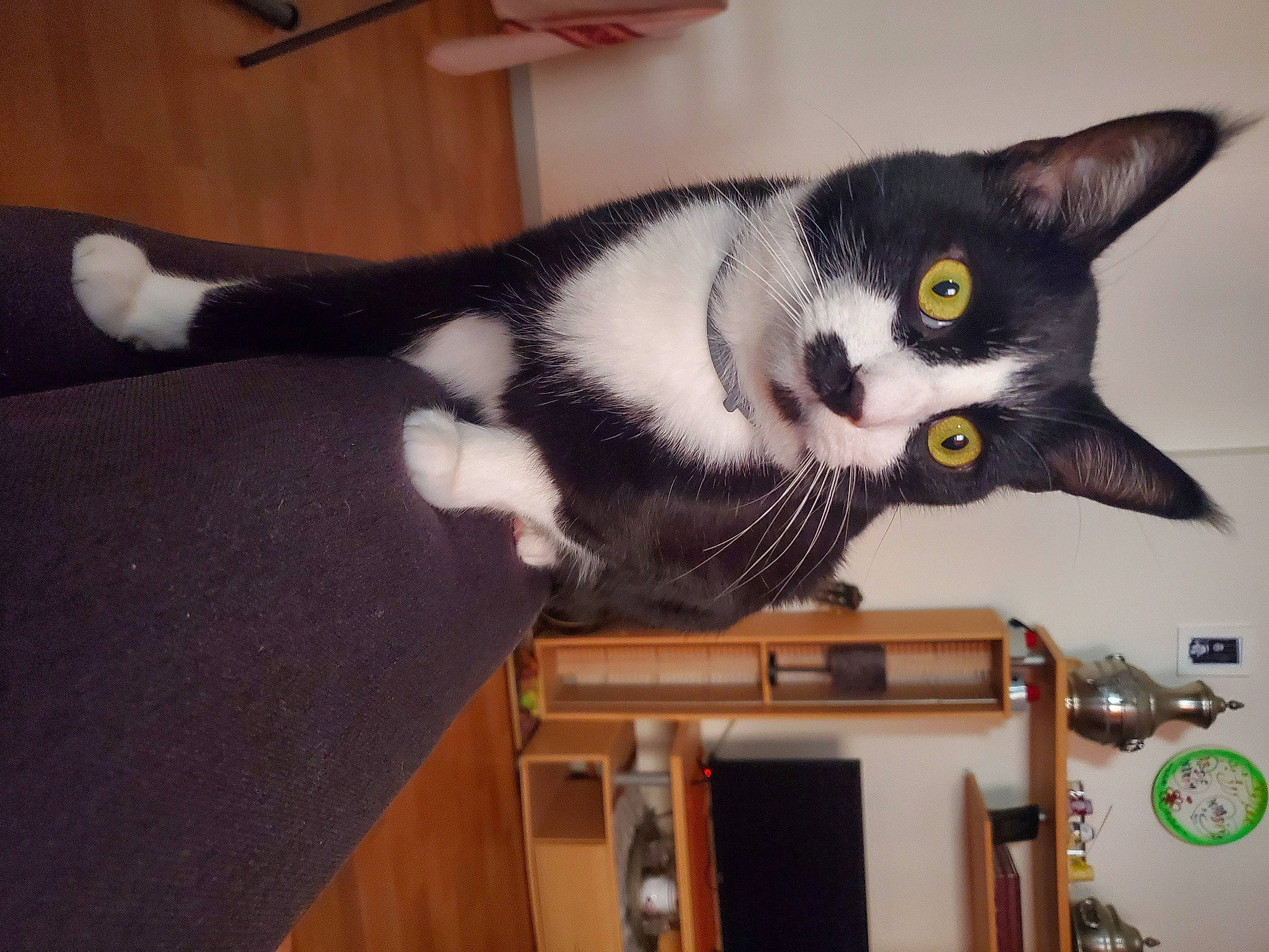 Mouki participe au concours pour gagner de l'argent avec cette photo : audio_equipment, black_cat, carnivore, cat, domestic_short_haired_cat, felidae, flooring, fur, hardwood, room, shelf, small_to_medium_sized_cats, tail, whiskers, wood